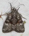 Neoligia tonsa - Hodges#9413 - photo 5