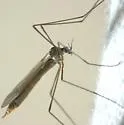 Neolimnophila placida - photo 3
