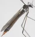 Neolimnophila placida - photo 4
