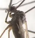 Neolimnophila placida - photo 5