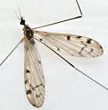 Limonia rara - photo 2