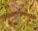 Limonia rara - photo 5