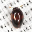Neolitochrus crucigerus