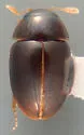 Neolitochrus immaculatus