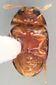 Neolitochrus immaculatus - photo 2