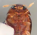 Neolitochrus immaculatus - photo 3