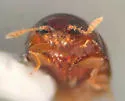 Neolitochrus immaculatus - photo 4