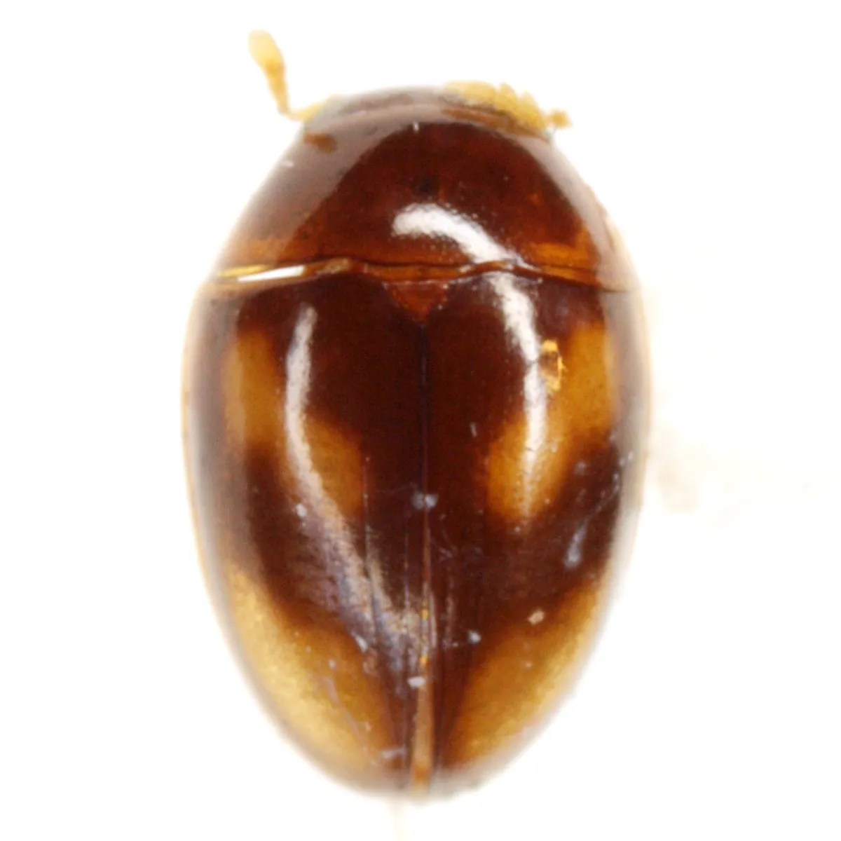 Neolitochrus pulchellus - photo 2
