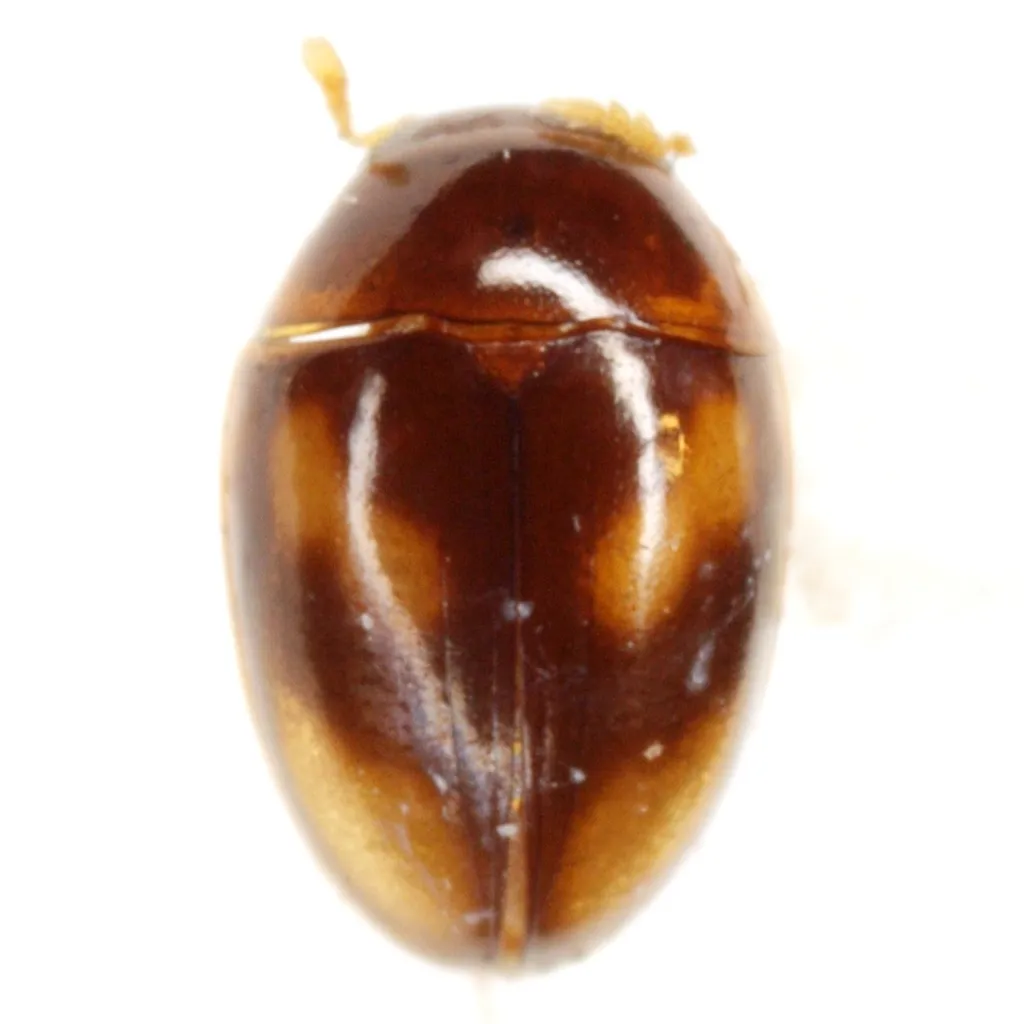 Neolitochrus pulchellus - photo 3