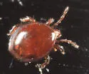 Neolobogynium americana