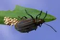 Neolochmaea obliterata - Neolochmaea obliterata
