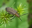 Neolochmaea obliterata - photo 2
