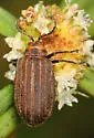 Neolochmaea obliterata - photo 3