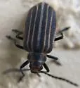 Neolochmaea obliterata - photo 4
