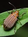 Neolochmaea obliterata - photo 5