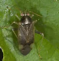 Hickory Plant Bug
