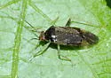 Hickory Plant Bug - photo 2