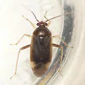 Hickory Plant Bug - photo 3
