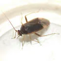 Hickory Plant Bug - photo 4