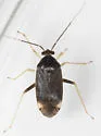 Hickory Plant Bug - photo 5