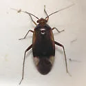 Pear Plant Bug