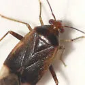 Pear Plant Bug - photo 2