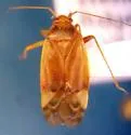Pear Plant Bug - photo 3