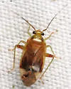 Pear Plant Bug - photo 4