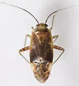 Pear Plant Bug - photo 5