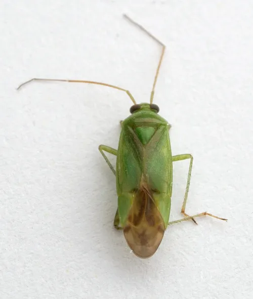 Neolygus contaminatus
