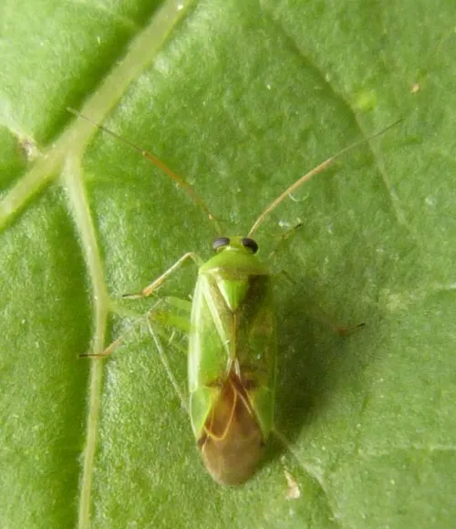 Neolygus contaminatus - photo 2