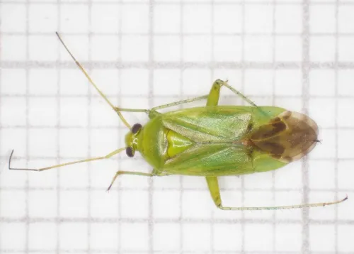 Neolygus contaminatus - photo 3