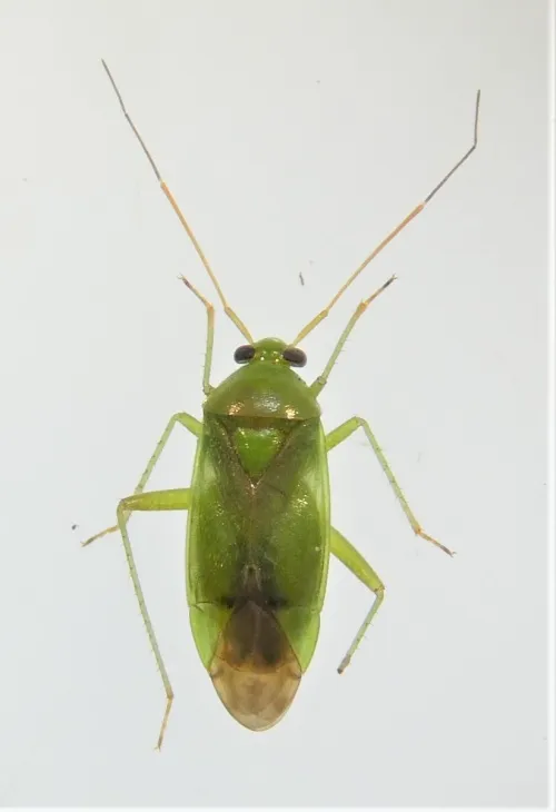 Neolygus contaminatus - photo 4