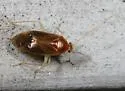 Neolygus hirticulus - photo 2
