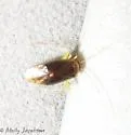 Neolygus hirticulus - photo 3