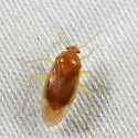 Neolygus hirticulus - photo 4