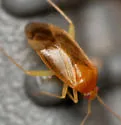 Neolygus hirticulus - photo 5