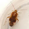 Neolygus inconspicuus