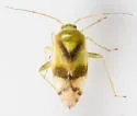 Neolygus inconspicuus - photo 2