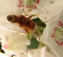 Neolygus laureae