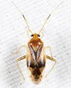 Neolygus omnivagus - photo 2