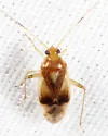 Neolygus omnivagus - photo 3