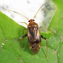 Neolygus omnivagus - photo 4