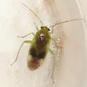 Neolygus tiliae - Neolygus tiliae