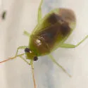 Neolygus tiliae - photo 2