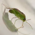 Neolygus tiliae - photo 3