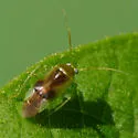 Neolygus tiliae - photo 4