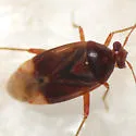 Neolygus tinctus - photo 2
