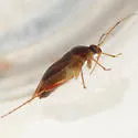 Neolygus tinctus - photo 3