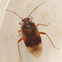 Neolygus tinctus - photo 4